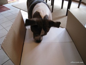 Rocky sniffing a box