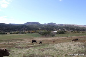Pastured Cows at Sunrise Ranch 