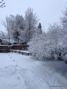 Snowy Back Yard