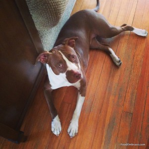 Hennepin the pit bull